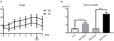 Ketogenic diet alleviates renal fibrosis in mice by enhancing fatty acid oxidation through the free fatty acid receptor 3 pathway